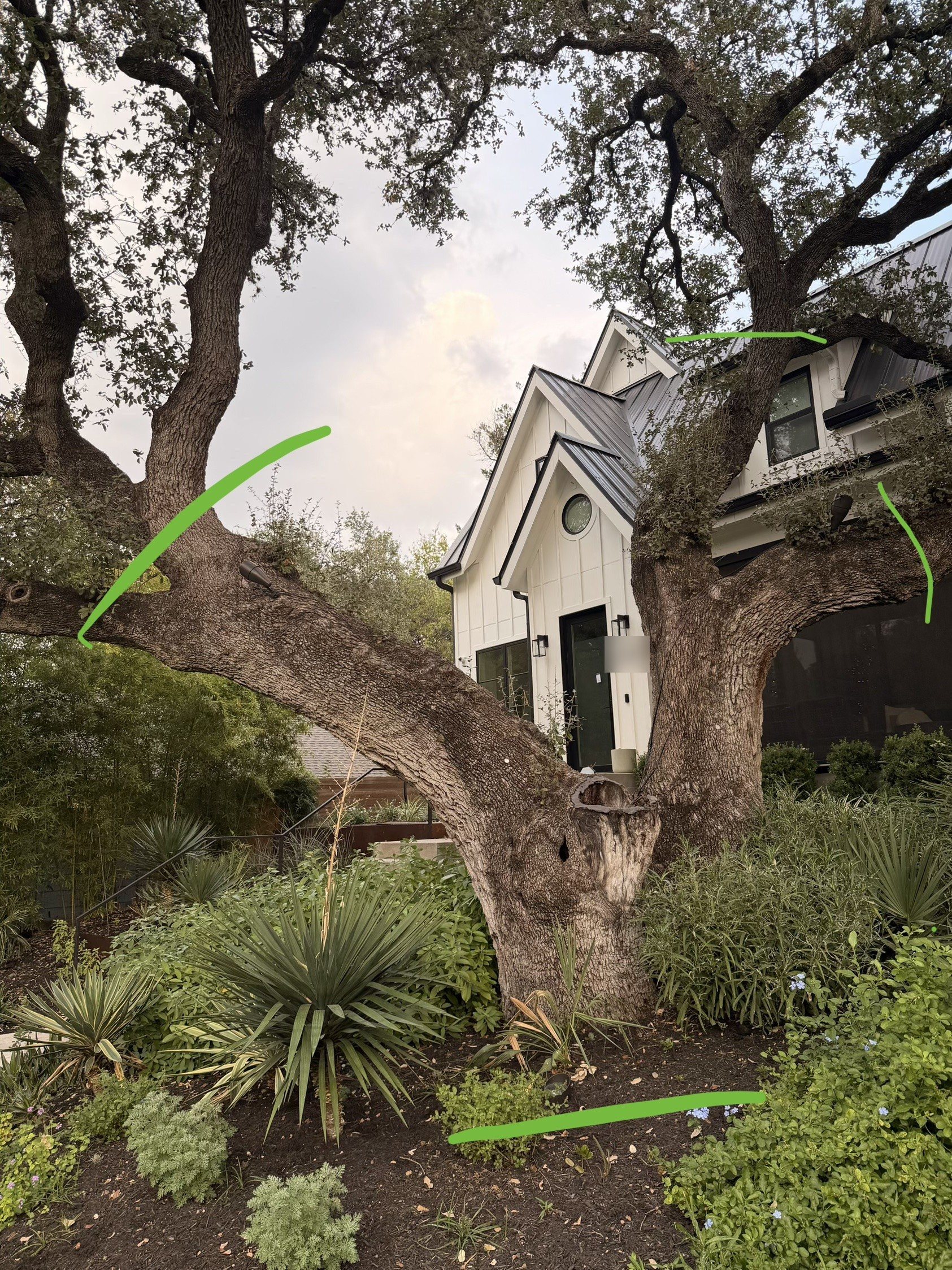 Daytime photo of a very large live oak in a front yard garden, with green marks along the trunk and several big limbs to be wrapped, a white house behind.