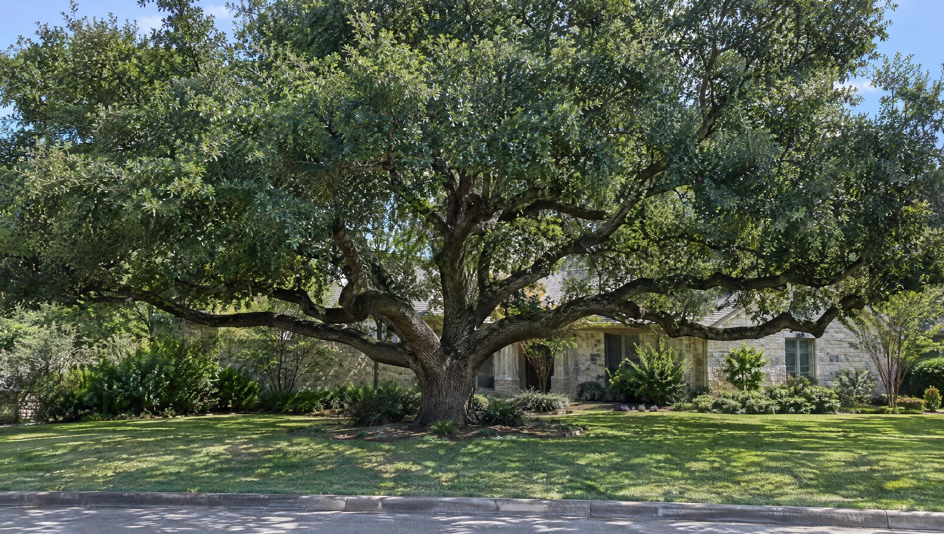 A wide live oak in a front yard seen from the street, with its short trunk and long low limbs.