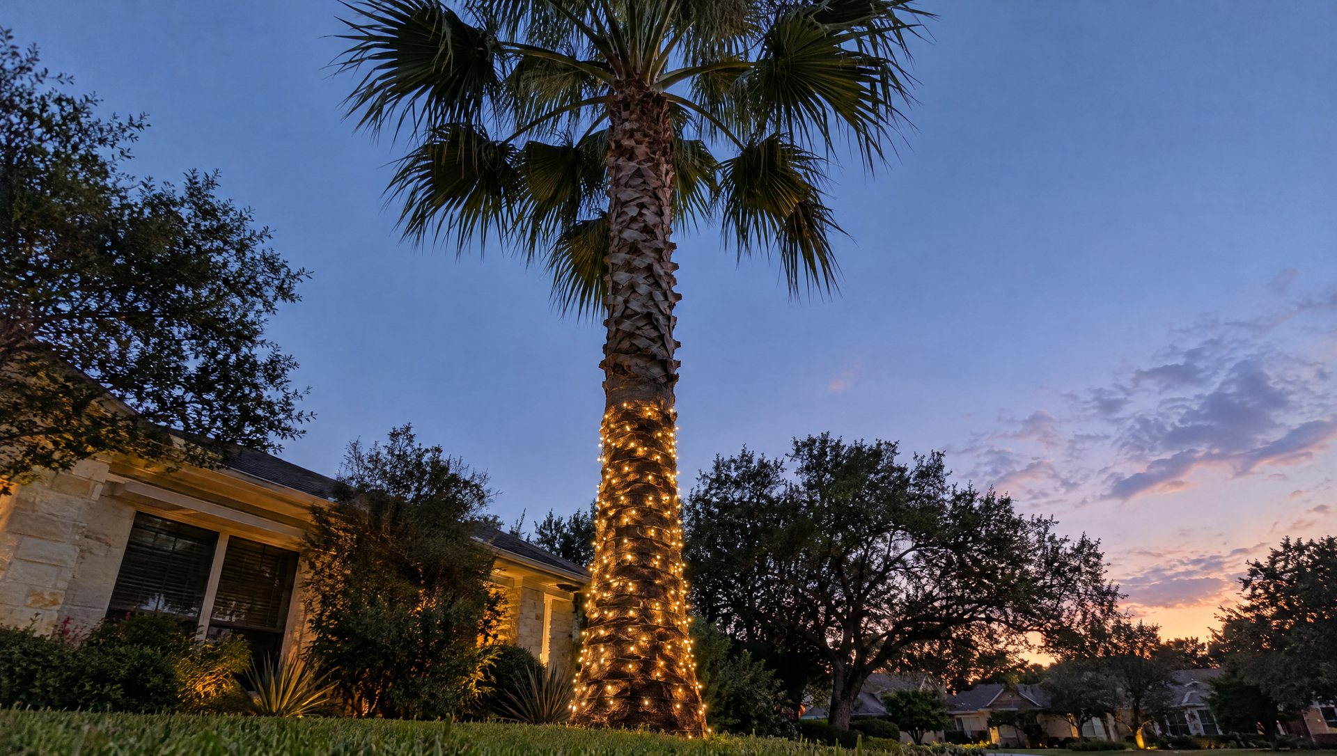 Tall palm tree at dusk with Christmas lights wrapped only on the lower trunk, stopping at a reachable height