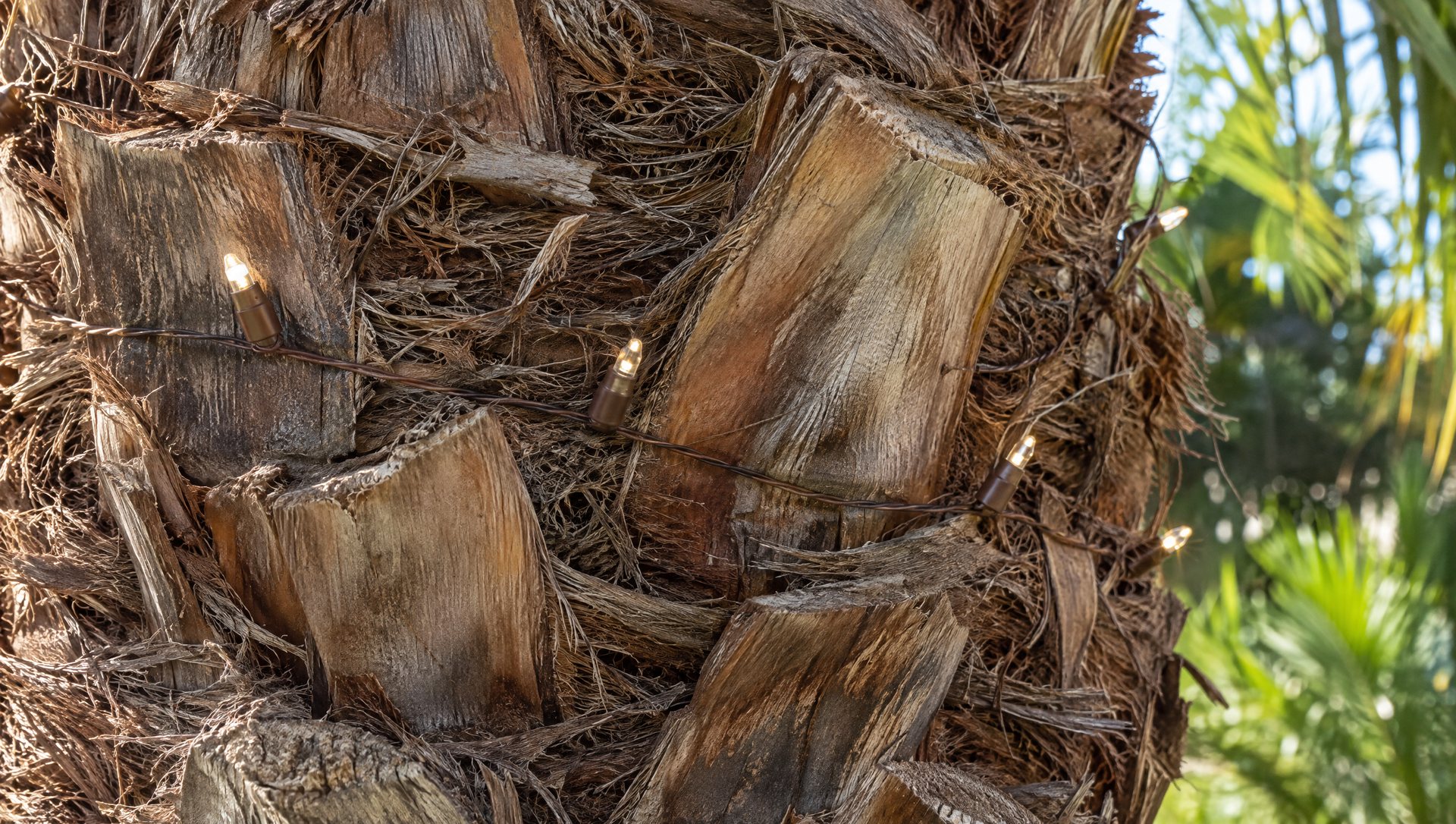Brown-wire LED mini Christmas lights blending into a palm tree trunk in daylight