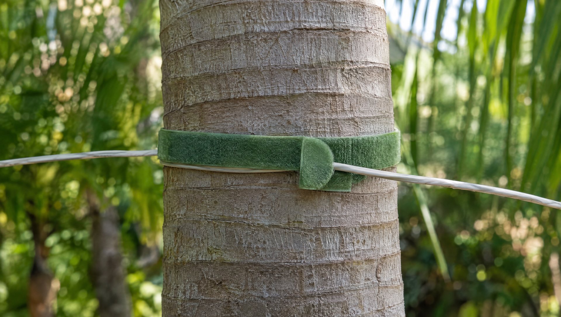 Soft plant tie holding a Christmas light wire on a smooth palm trunk with no nails or staples