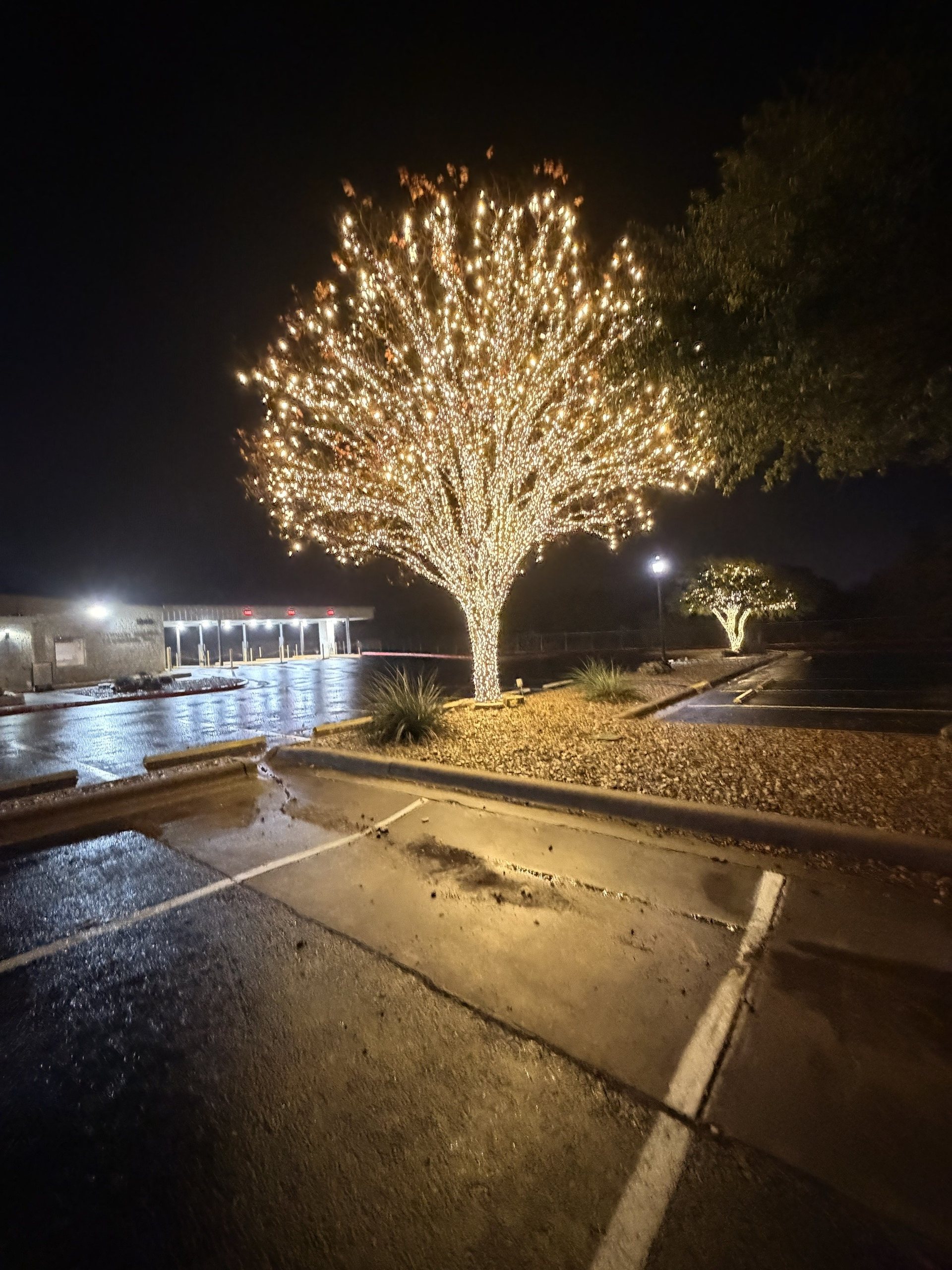 A tree in a parking lot island at night, every branch wrapped in warm white lights up into the crown, with a second lit tree in the distance.