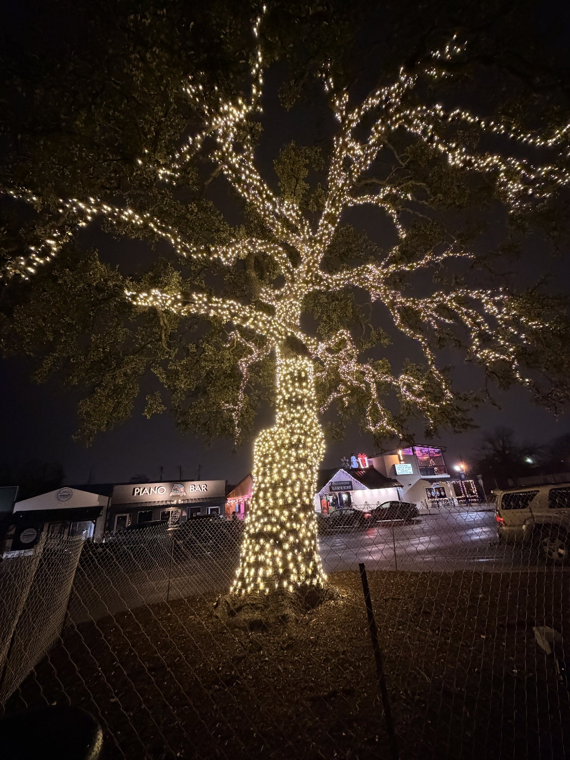 A very tall oak at night with its trunk densely wrapped and lights running far out along its limbs, behind a fence.