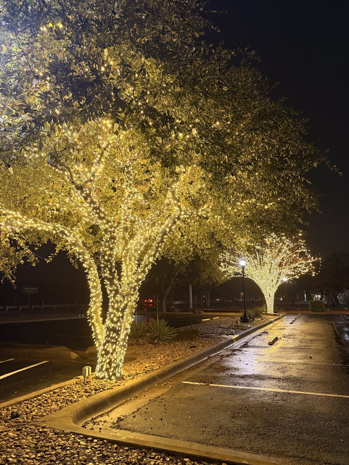 Commercial job: a row of parking lot trees wrapped trunk to canopy.