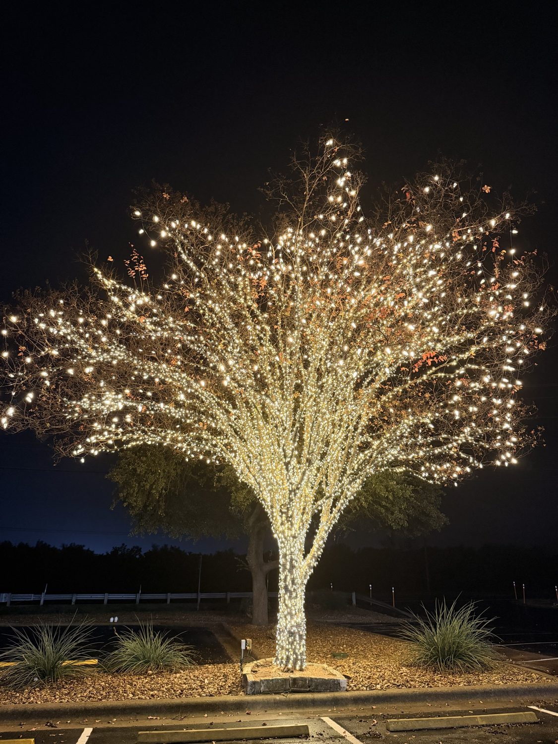 A full canopy wrap in warm white. Warm white LEDs are what Bee Cave's 2700 K limit for seasonal lights calls for.