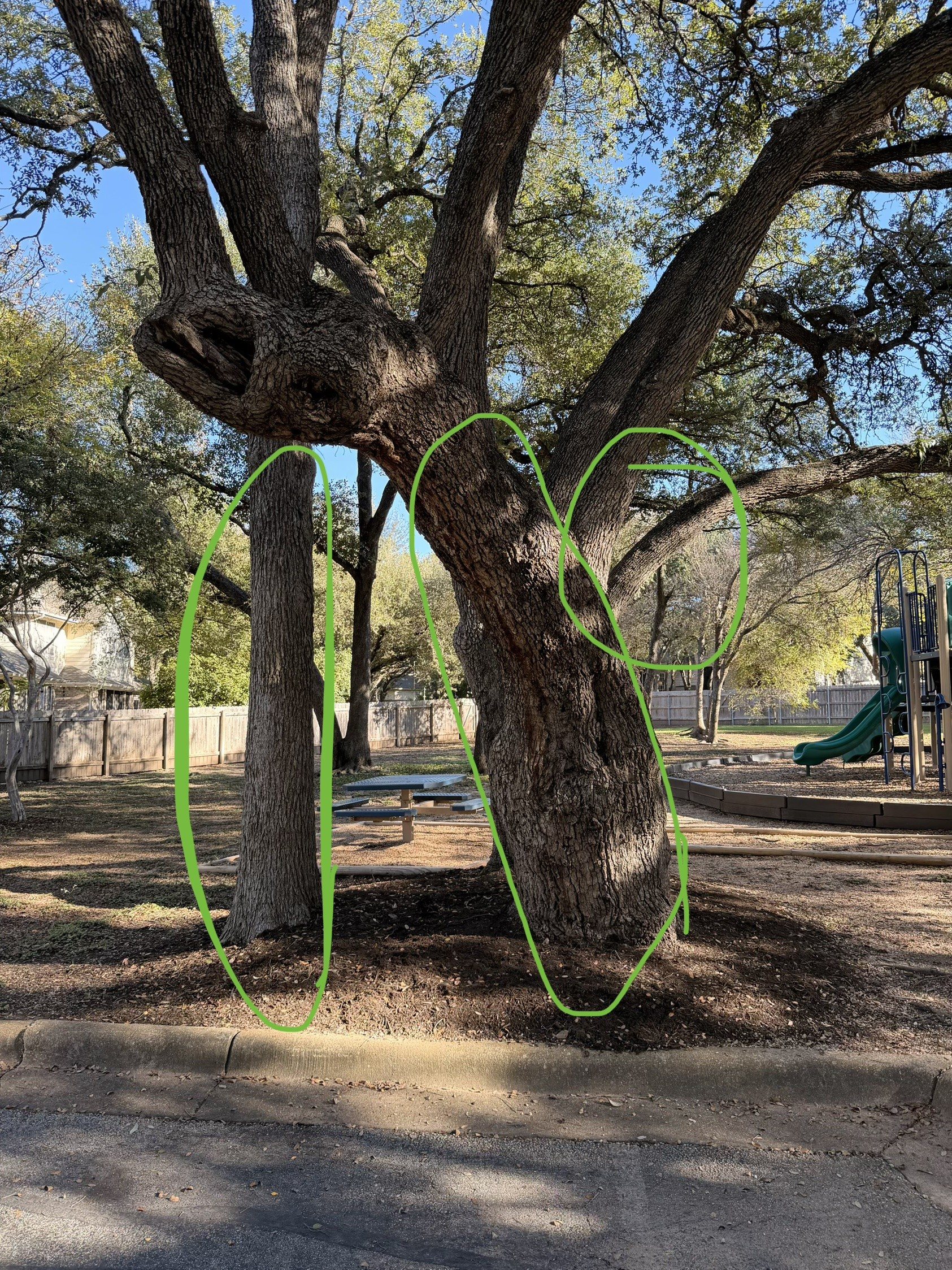 Daytime photo of a live oak and a smaller tree beside a playground, with green marks circling the trunks and one limb to be wrapped.