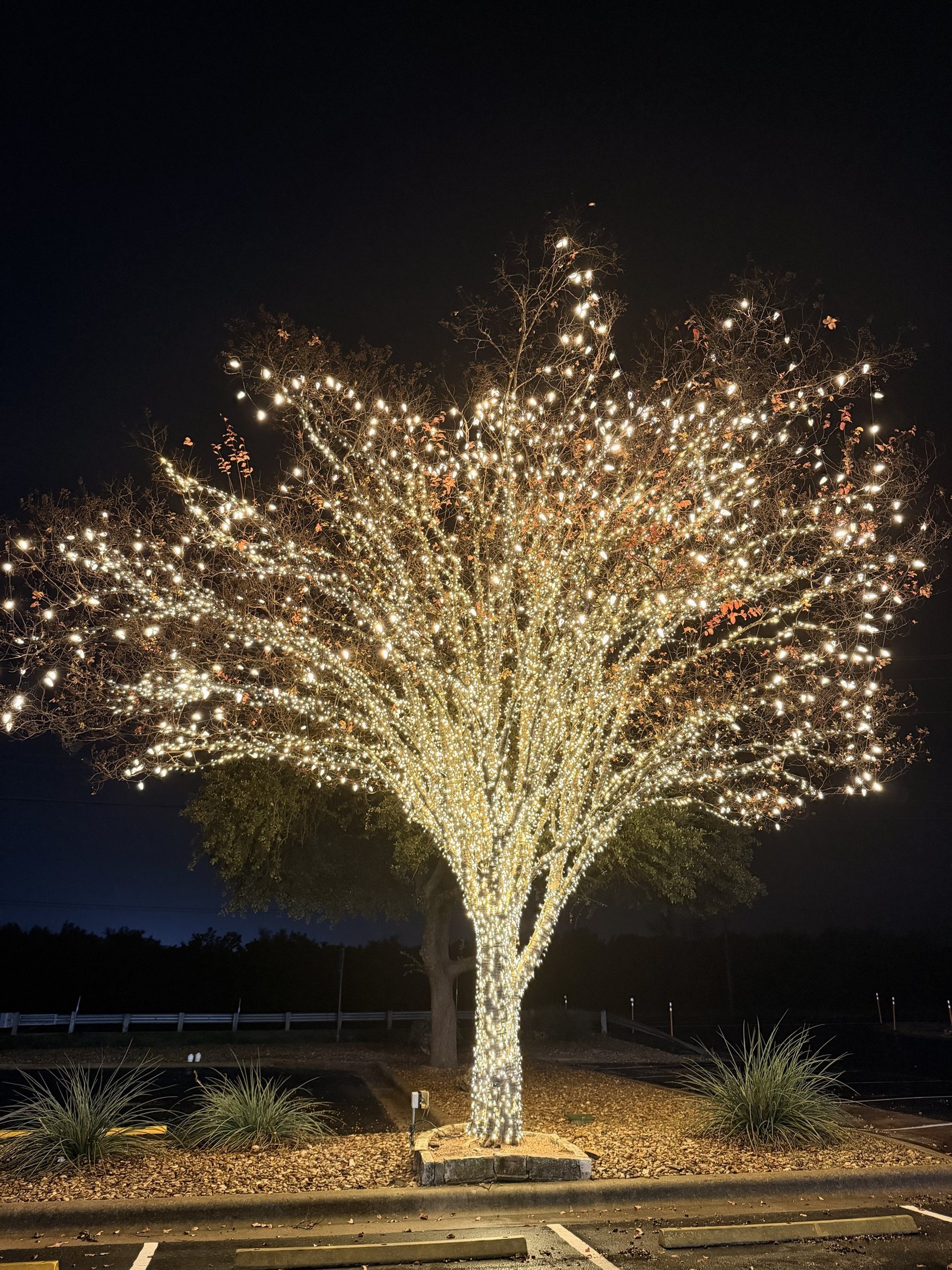 A full-crowned tree at night with its trunk and every branch wrapped in warm white lights and bulbs hanging through the leaves, in a landscaped bed.