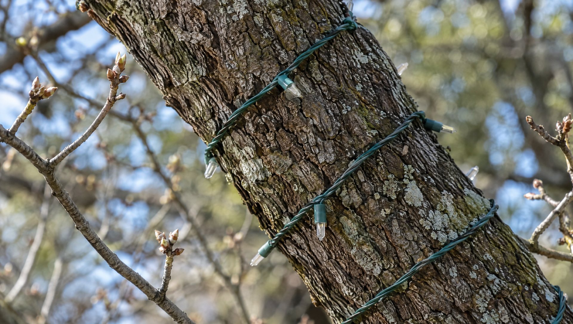Close view of a light string sitting snugly on oak bark beside small winter buds.