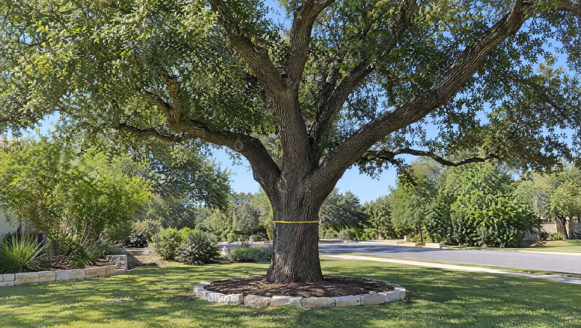 Whole oak tree in daylight with a measuring tape around its trunk at chest height.