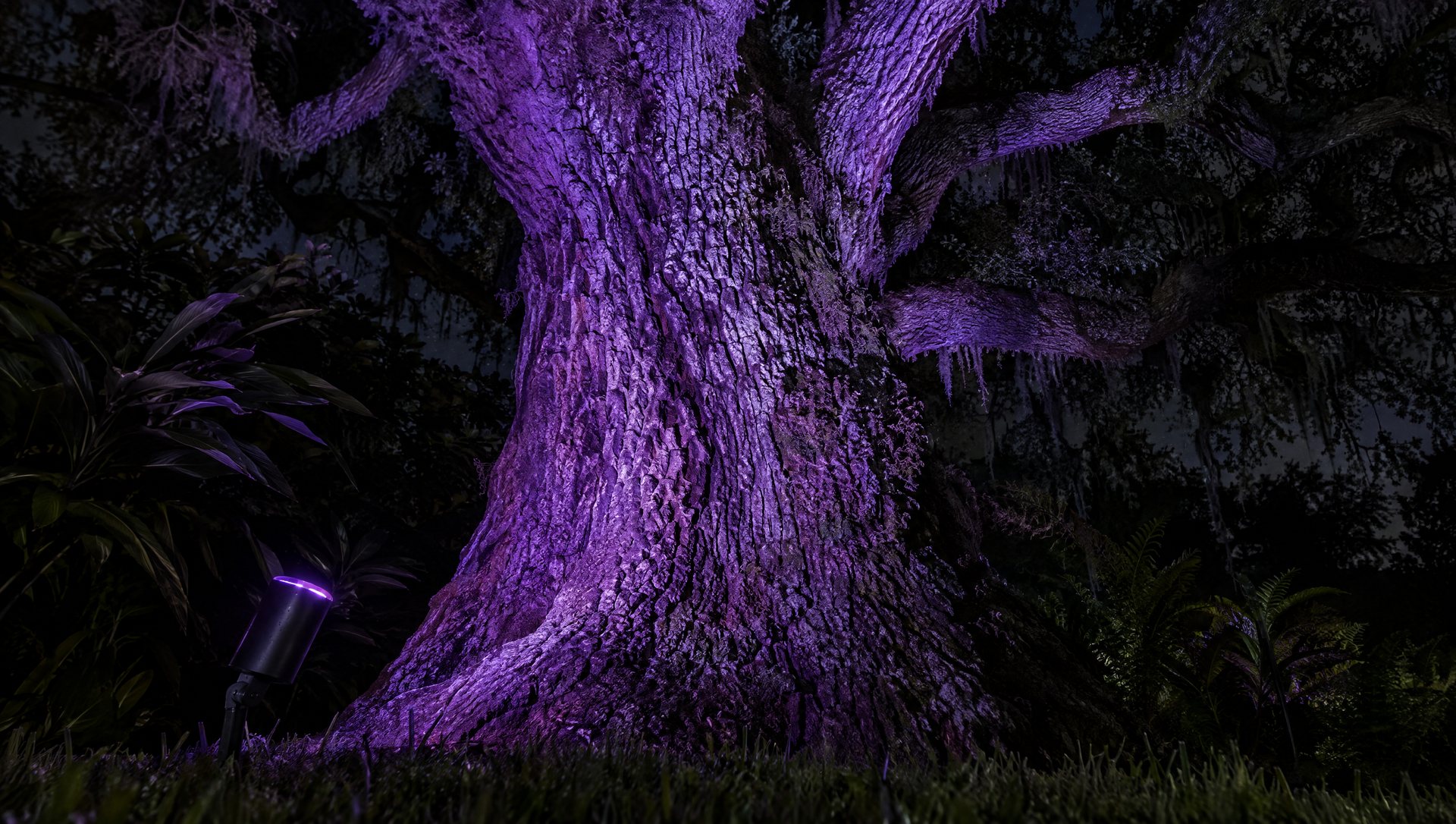 Live oak trunk uplit purple by a single outdoor spotlight for Halloween