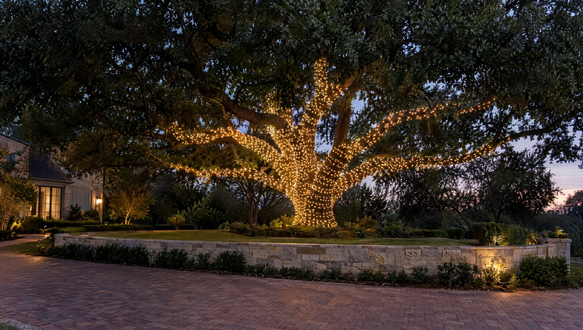 A live oak at dusk with warm white lights wrapped tightly around its trunk and main limbs.