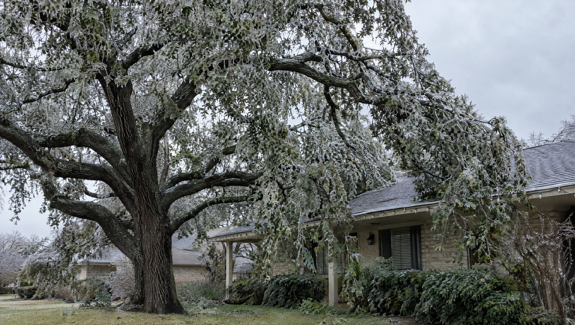 Ice-covered live oak branches bending over a roofline with unlit holiday lights