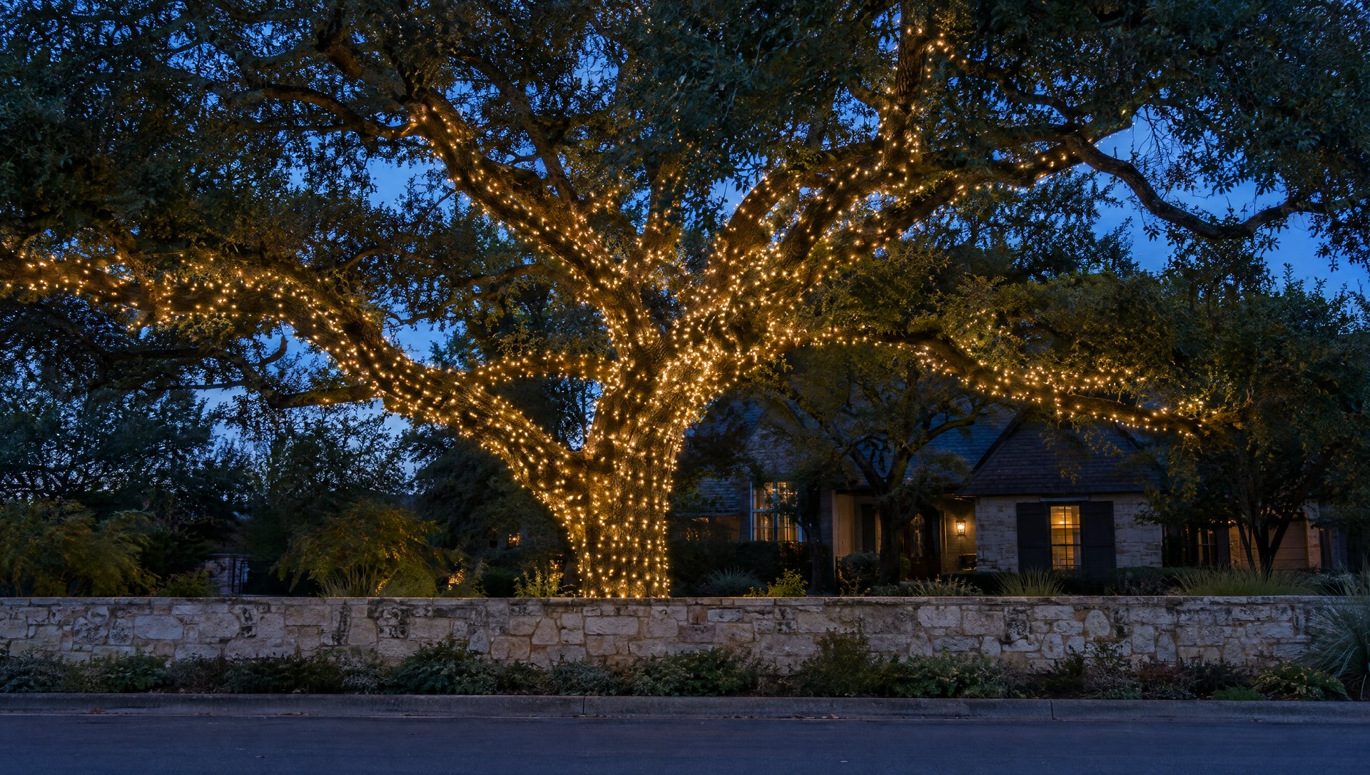 Live oak trunk and limbs wrapped in warm-white Christmas lights behind a limestone wall at dusk
