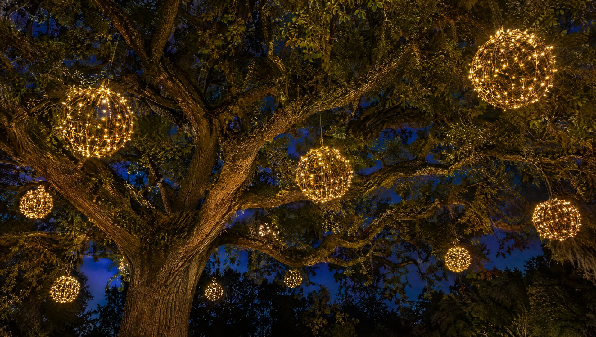 Light spheres hanging at staggered heights in a live oak canopy at night