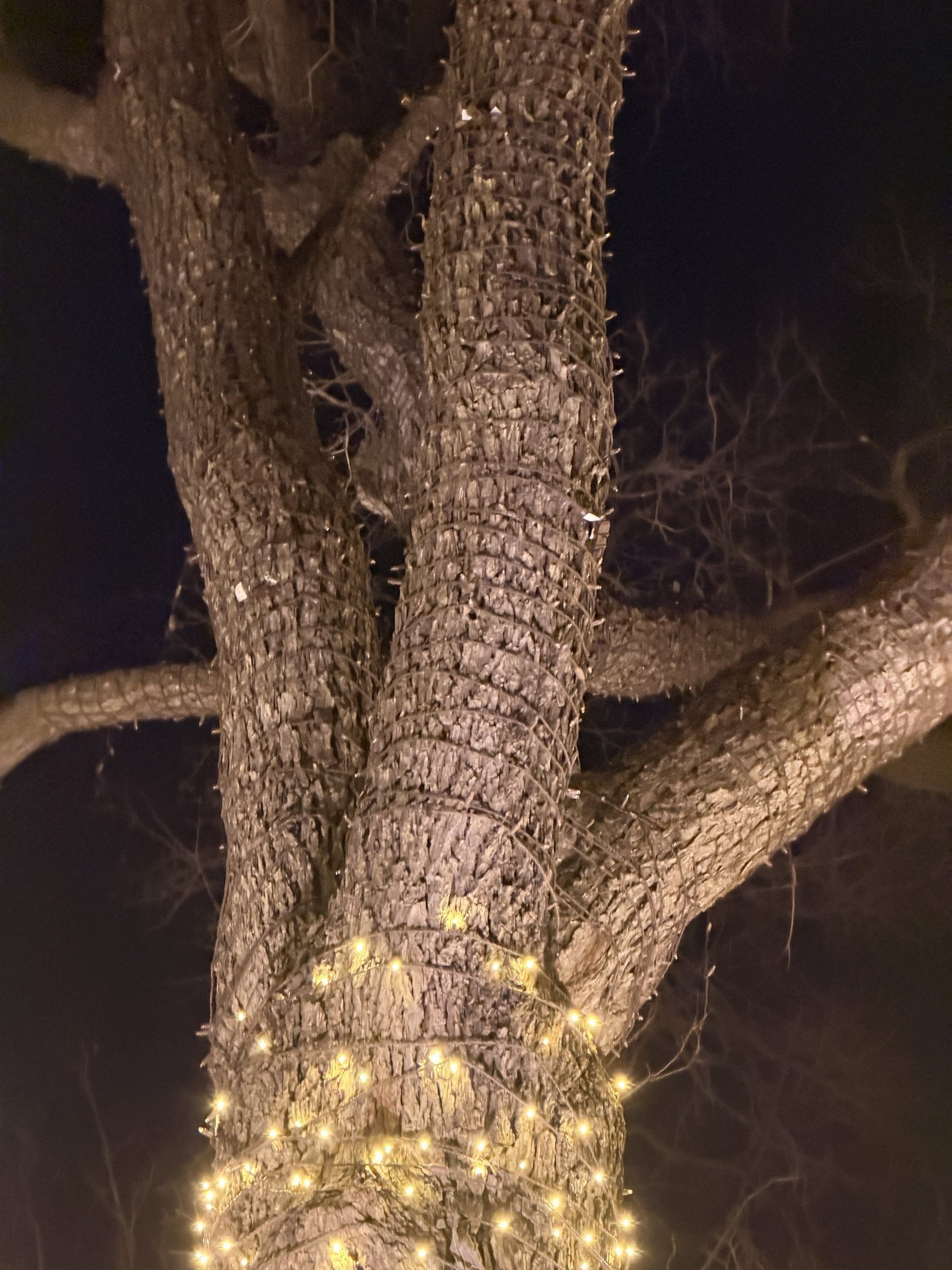 Close-up at night of a thick tree trunk with a patchy, uneven wrap of mini lights clustered near the base and bare bark above.